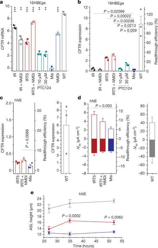 [Fig4] Engineered tRNAs suppress nonsense mutations in cells and in vivo