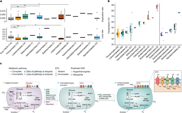 [Fig4] Inference and reconstruction of the heimdallarchaeial ancestry of eukaryotes