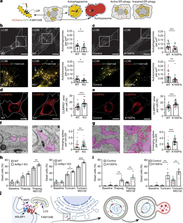 Heteromeric clusters of ubiquitinated ER-shaping proteins drive ER-phagy