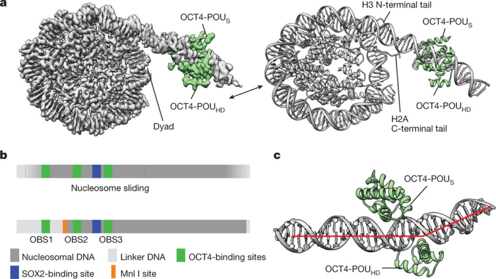 Histone modifications regulate pioneer transcription factor cooperativity