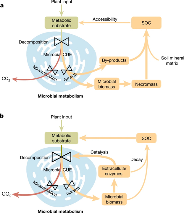 Microbial carbon use efficiency promotes global soil carbon storage