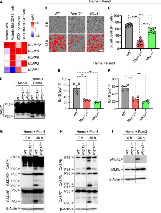 NLRP12-PANoptosome activates PANoptosis and pathology in response to heme and PAMPs