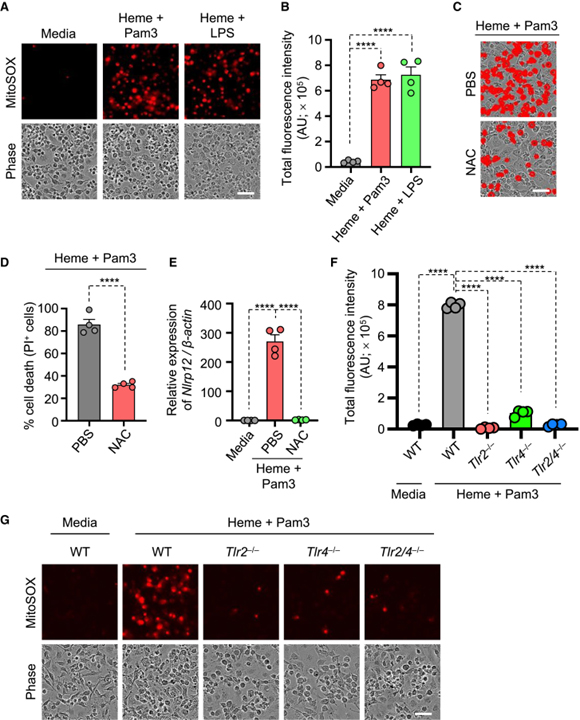 NLRP12-PANoptosome activates PANoptosis and pathology in response to heme and PAMPs