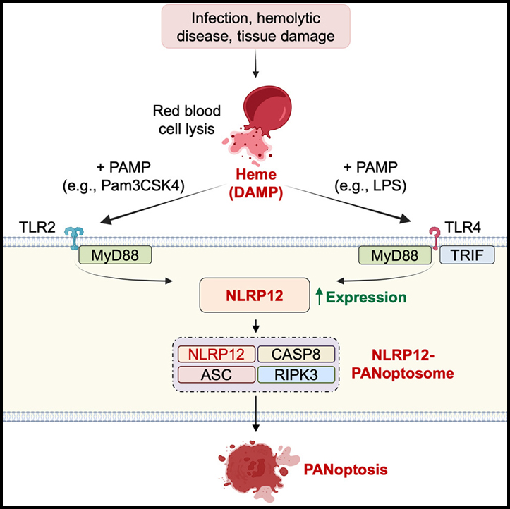 NLRP12-PANoptosome activates PANoptosis and pathology in response to heme and PAMPs