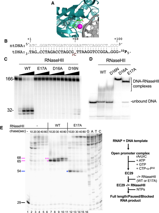 RNA polymerase drives ribonucleotide excision DNA repair in Ecoli