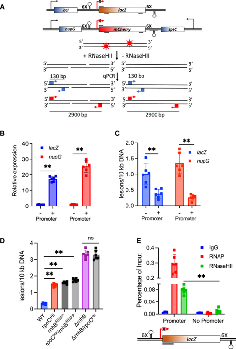 RNA polymerase drives ribonucleotide excision DNA repair in Ecoli