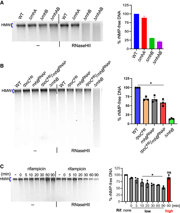 RNA polymerase drives ribonucleotide excision DNA repair in Ecoli