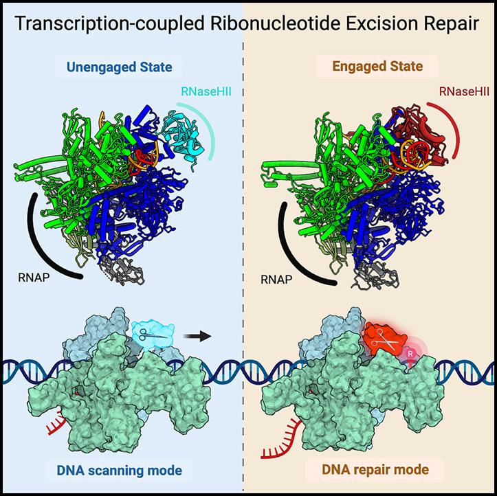 Read more about the article RNA polymerase drives ribonucleotide excision DNA repair in E. coli