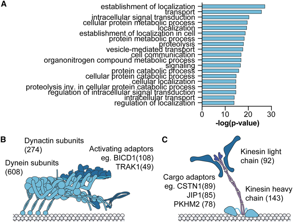 RNA recoding in cephalopods tailors microtubule motor protein function