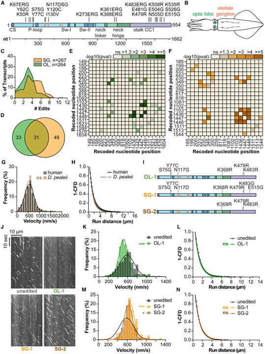 RNA recoding in cephalopods tailors microtubule motor protein function