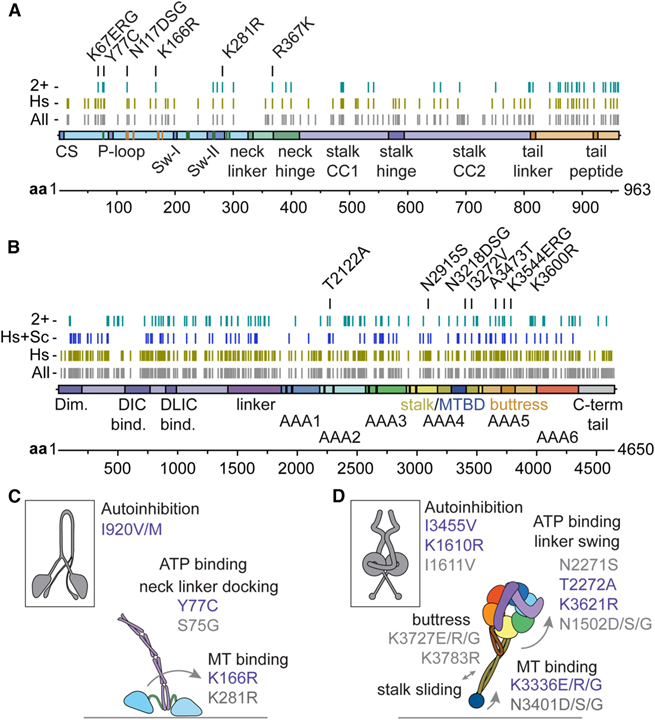 RNA recoding in cephalopods tailors microtubule motor protein function