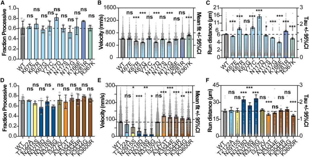 RNA recoding in cephalopods tailors microtubule motor protein function