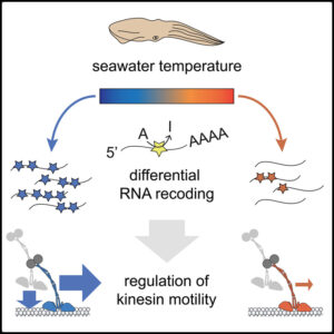 Read more about the article RNA recoding in cephalopods tailors microtubule motor protein function