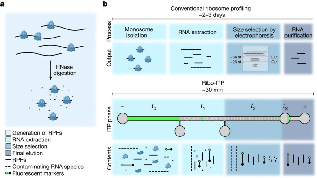 Single-cell quantification of ribosome occupancy in early mouse development