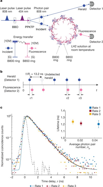 Single-photon absorption and emission from a natural photosynthetic complex