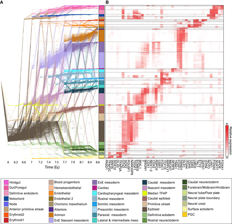 Time-aligned hourglass gastrulation models in rabbit and mouse