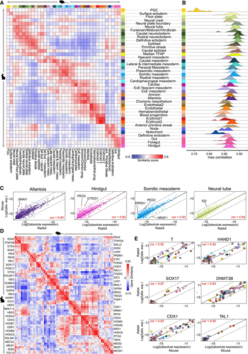 Time-aligned hourglass gastrulation models in rabbit and mouse