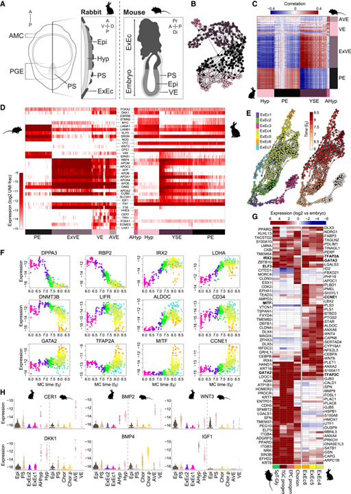 Time-aligned hourglass gastrulation models in rabbit and mouse