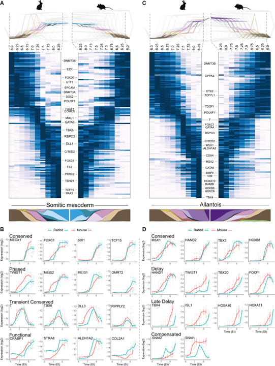 Time-aligned hourglass gastrulation models in rabbit and mouse