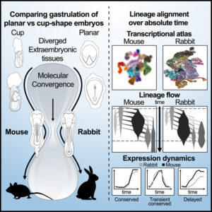 Read more about the article Time-aligned hourglass gastrulation models in rabbit and mouse