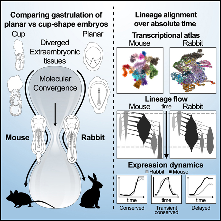 Time-aligned hourglass gastrulation models in rabbit and mouse