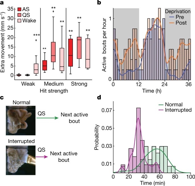 Wake-like skin patterning and neural activity during octopus sleep