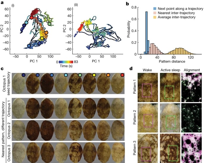 Wake-like skin patterning and neural activity during octopus sleep