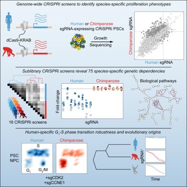 Read more about the article Comparative landscape of genetic dependencies in human and chimpanzee stem cells