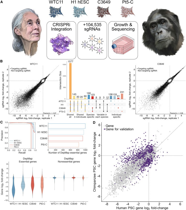 Comparative landscape of genetic dependencies in human and chimpanzee stem cells