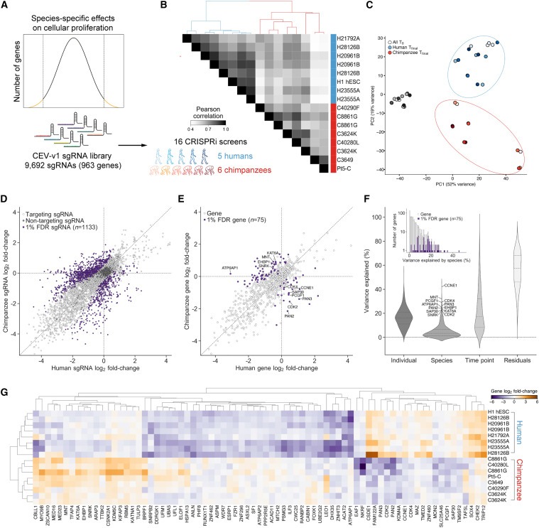 Comparative landscape of genetic dependencies in human and chimpanzee stem cells