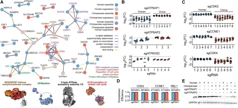 Comparative landscape of genetic dependencies in human and chimpanzee stem cells