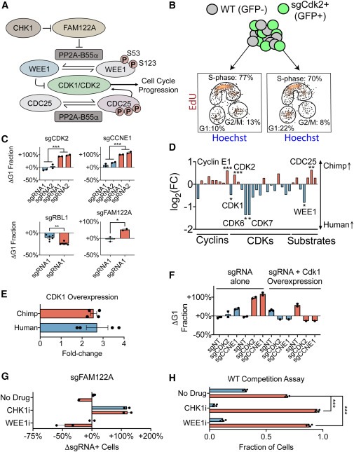 Comparative landscape of genetic dependencies in human and chimpanzee stem cells