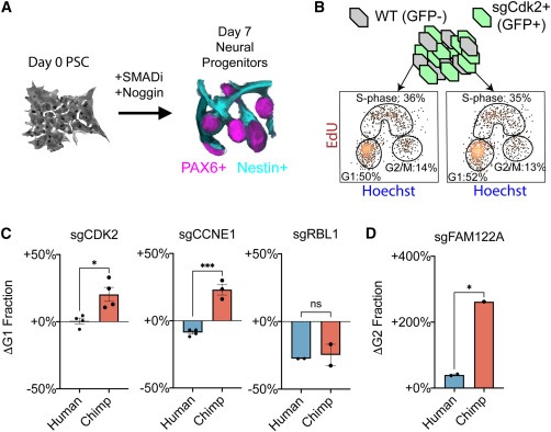 Comparative landscape of genetic dependencies in human and chimpanzee stem cells