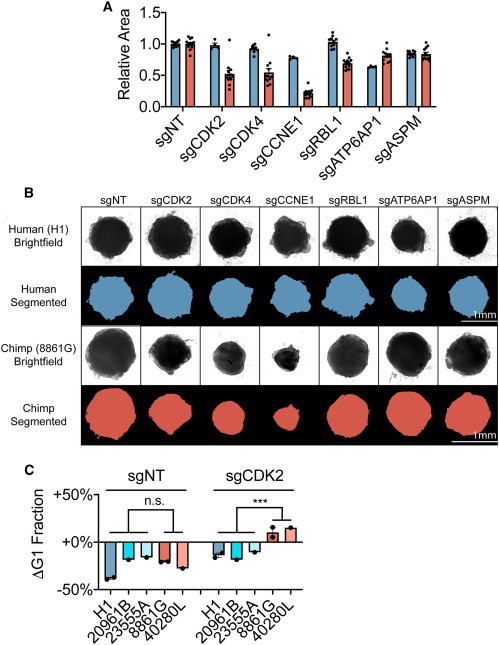 Comparative landscape of genetic dependencies in human and chimpanzee stem cells