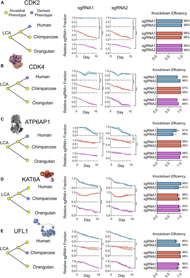 Comparative landscape of genetic dependencies in human and chimpanzee stem cells