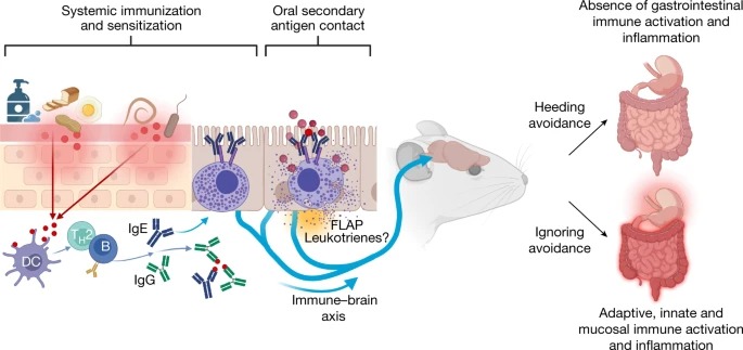 Mast cells link immune sensing to antigen-avoidance behaviour