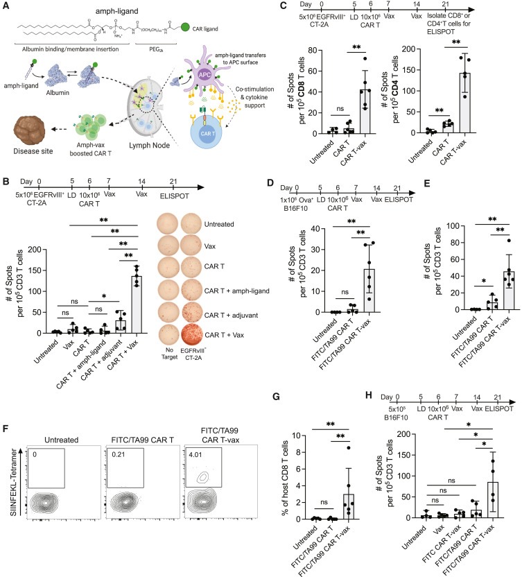 Vaccine-boosted CAR T crosstalk with host immunity to reject tumors with antigen heterogeneity