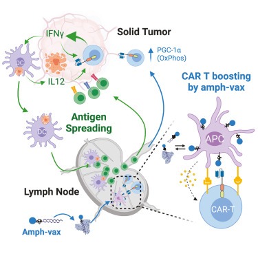 Vaccine-boosted CAR T crosstalk with host immunity to reject tumors with antigen heterogeneity