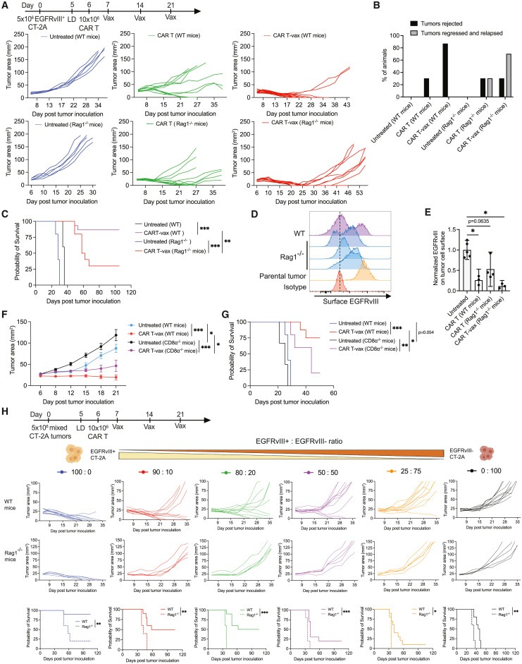 Vaccine-boosted CAR T crosstalk with host immunity to reject tumors with antigen heterogeneity