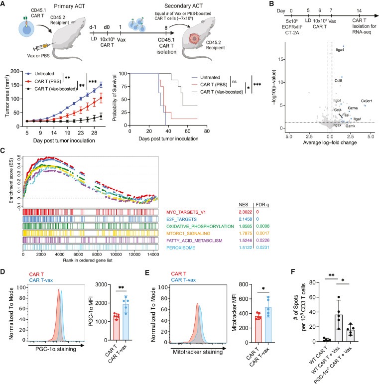 Vaccine-boosted CAR T crosstalk with host immunity to reject tumors with antigen heterogeneity