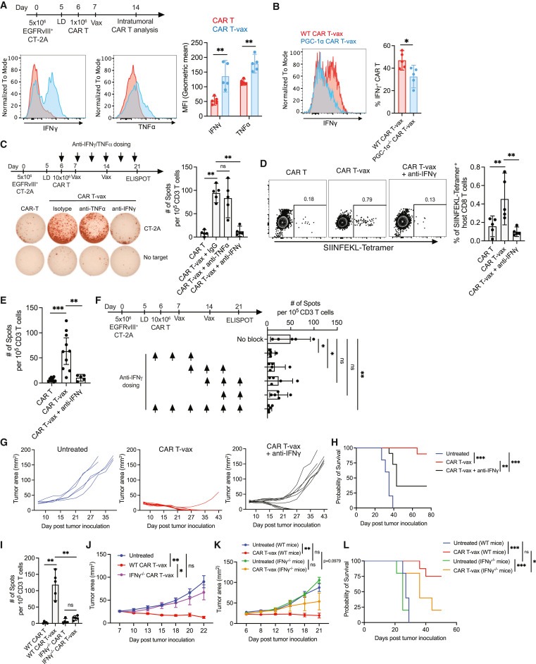 Vaccine-boosted CAR T crosstalk with host immunity to reject tumors with antigen heterogeneity