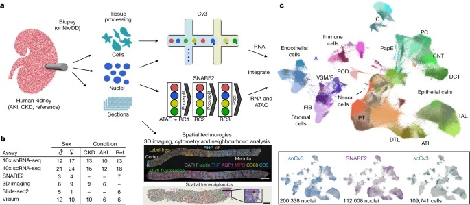 An atlas of healthy and injured cell states and niches in the human kidney