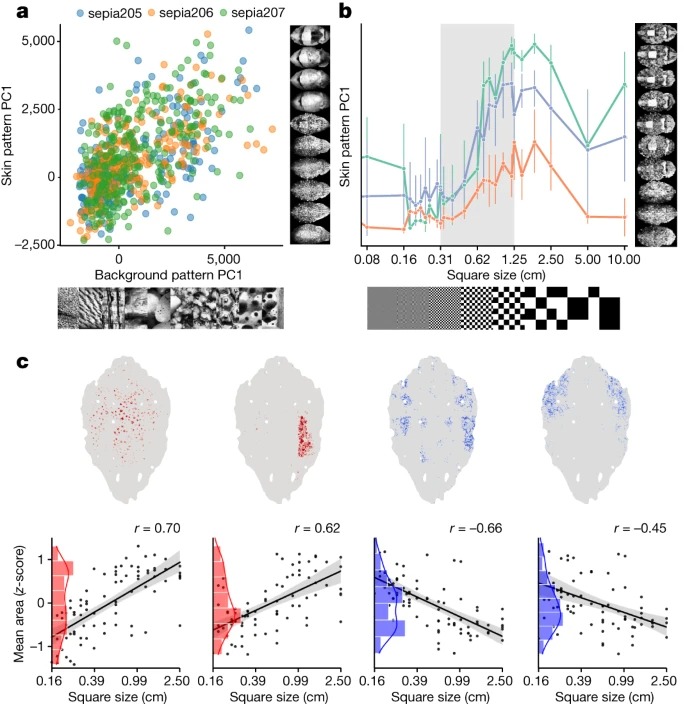 The dynamics of pattern matching in camouflaging cuttlefish