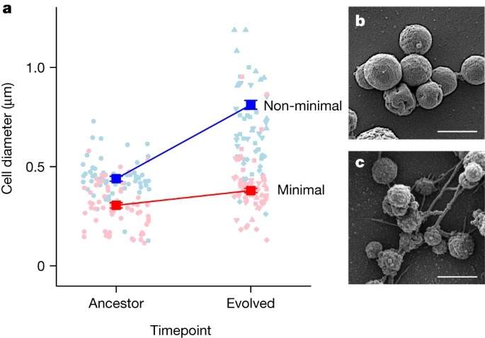 Evolution of a minimal cell