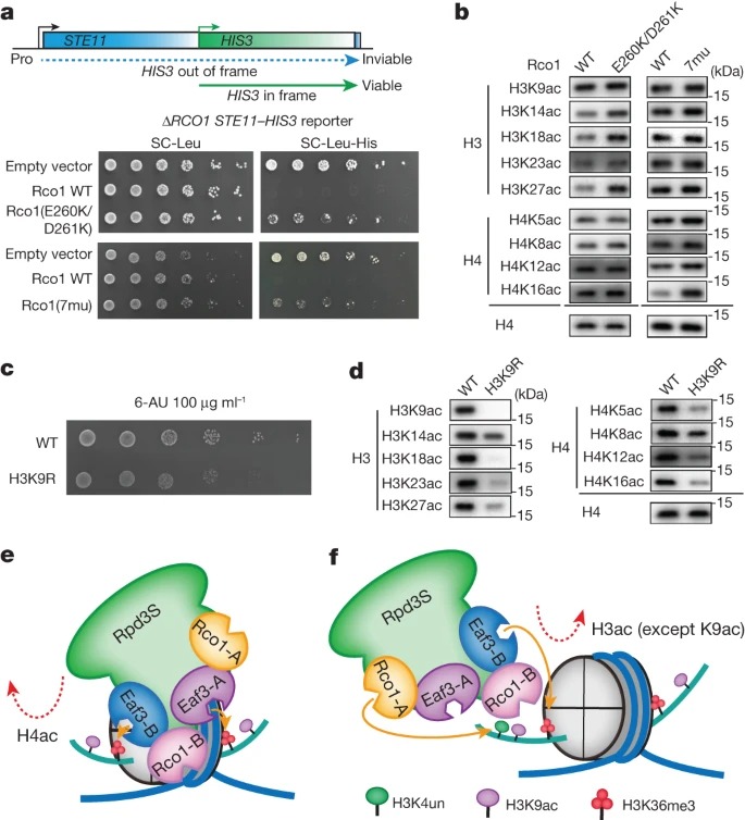 Diverse modes of H3K36me3-guided nucleosomal deacetylation by Rpd3S