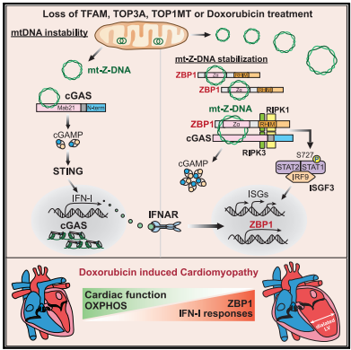 [Abs] Cooperative sensing of mitochondrial DNA by ZBP1 and cGAS promotes cardiotoxicity