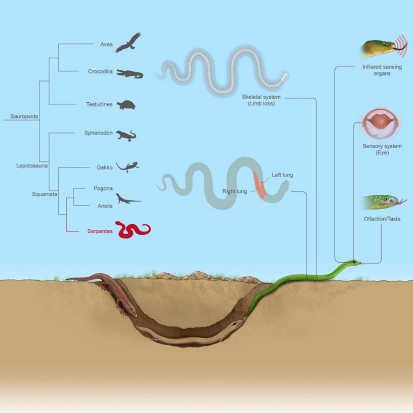 [Abs] Large-scale snake genome analyses provide insights into vertebrate development