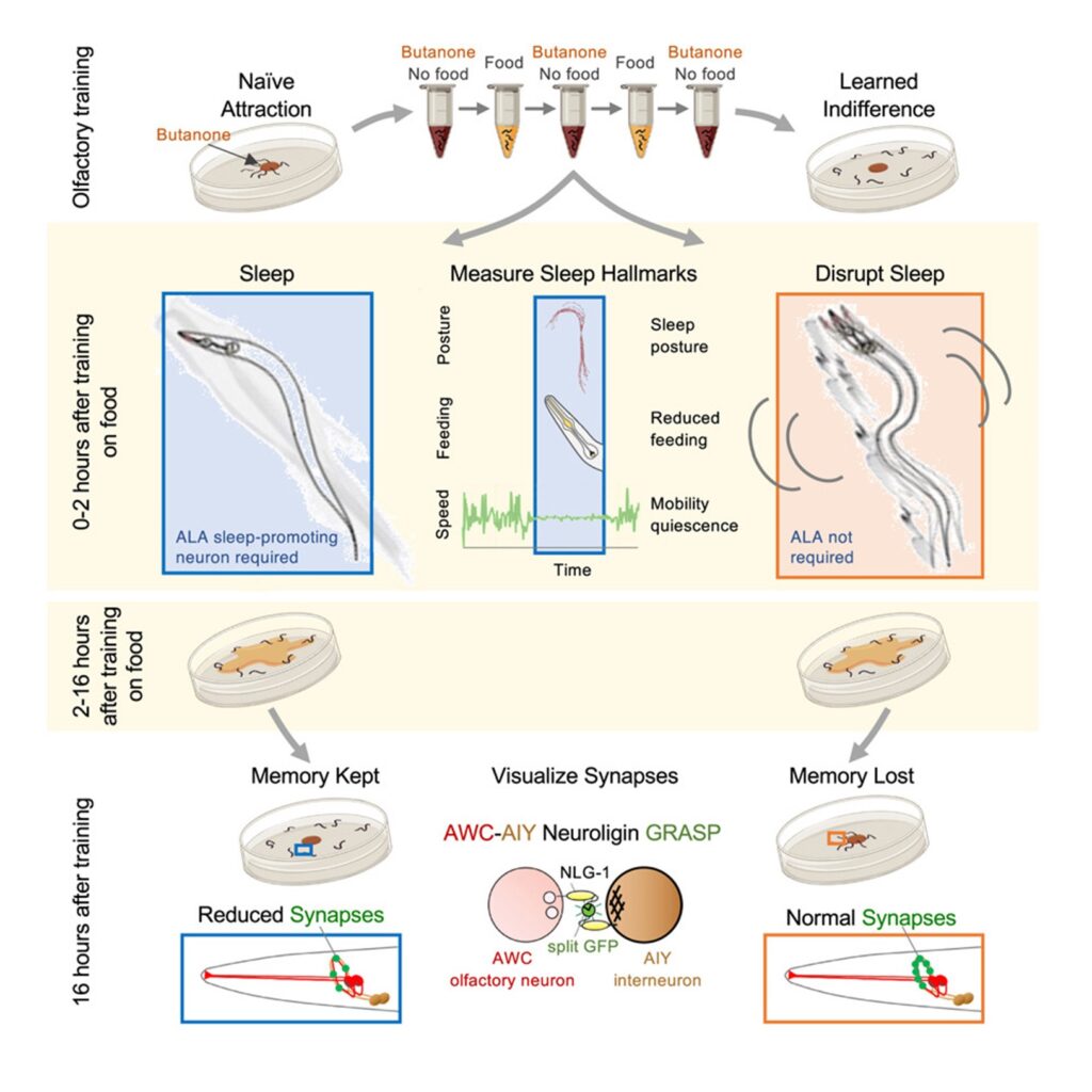 [Abs] Sleep is required to consolidate odor memory and remodel olfactory synapses