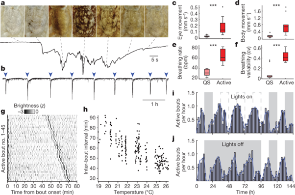 [Abs] Wake-like skin patterning and neural activity during octopus sleep