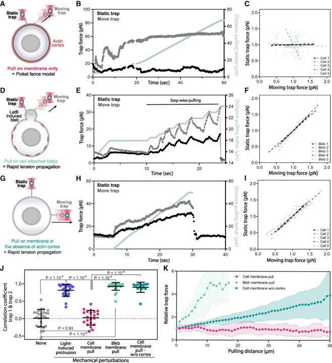 Cell protrusions and contractions generate long-range membrane tension propagation